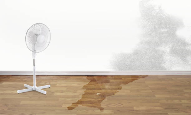 Best Mold removal after water damage  in Bradford Woods, PA